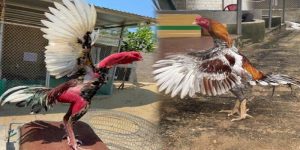 Thuật Ngữ Đá Gà